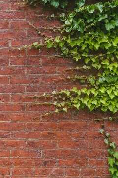 Green plants on a red brick wall © Mark Zhu
