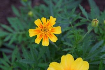 marigold