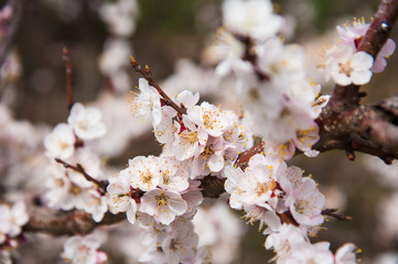 First apricot flowers