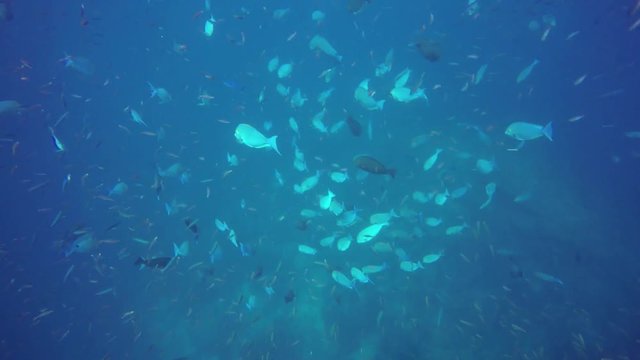 SCUBA Diving Fiji - Huge School of Surgeonfish