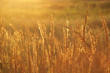 Fototapeta premium beautiful grass seed in the sunset