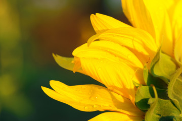 sunflower petals macro photo / abstract background image with blur