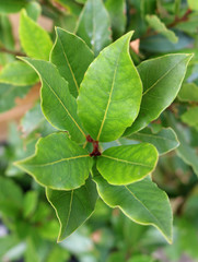 Close up of Laurel growing in a herb garden