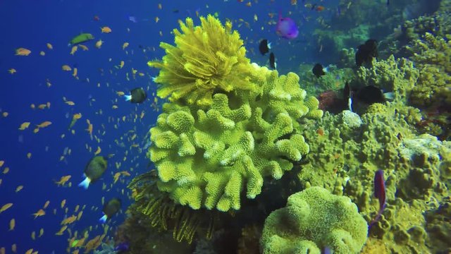 Fiji SCUBA Diving - Coral Reef