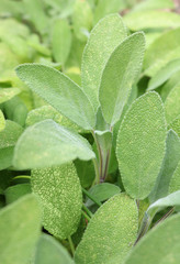 Background pattern of fresh sage close up.