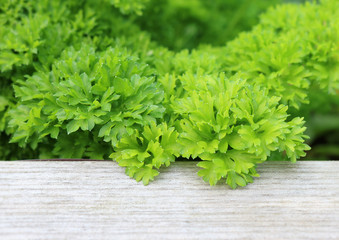 Close up of fresh parsley growing over the wooden plank of the raised herb bet its growing in.