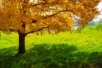 Fototapeta premium Maple tree in autumn