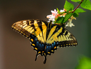 Eastern Tiger Swallowtail