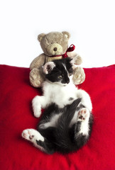 little cute kitten resting on a pillow