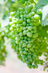 Unripe branches of green grapes in a vineyard on a summer day in southern Italy.
