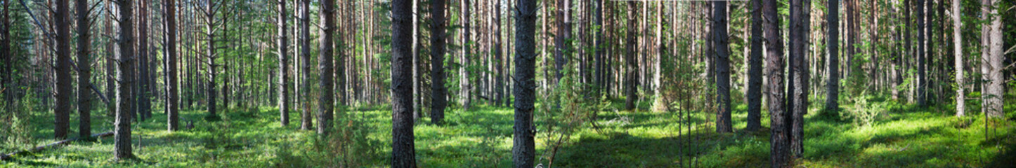 Beautiful panorama of the forest in summer. Pine forest.