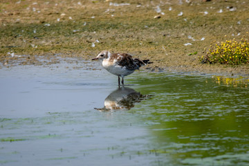 Juvenile seagull chick standing in shallow water