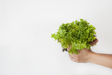 Women hands hold freash green lettuce salad leaves isolated, close up on white background, healthy food. Copy space.