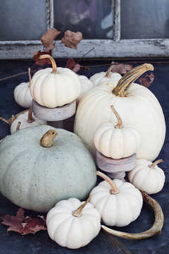 Thanksgiving or Halloween autumn decorations with heirloom mini white and grey pumpkins and deer antlers against a rustic autumn background.
