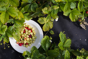 Top view on plate with organic white wild strawberries.