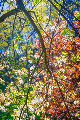 Sun illuminating through tree branches and leaves