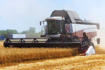 Harvester machine to harvest wheat field working. Combine harvester agriculture machine harvesting golden ripe wheat field. Agriculture