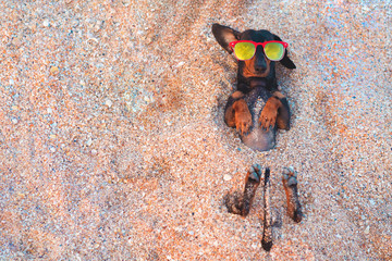 Top view  cute dog of dachshund, black and tan, buried in the sand at the beach sea on summer vacation holidays, wearing red sunglasses, turned-out ear. Copy space