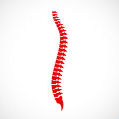 Spinal cord vector icon