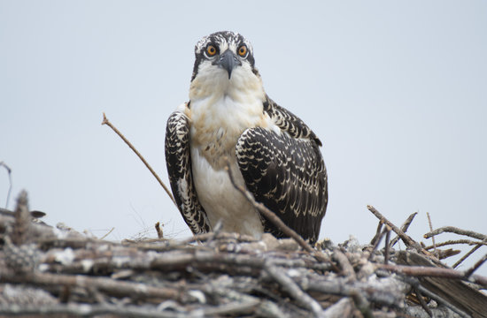 young american osprey  bird in the nest