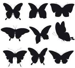 black butterfly, isolated on a white