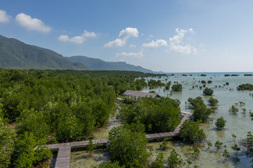 Tracking Mangrove Karimun Java