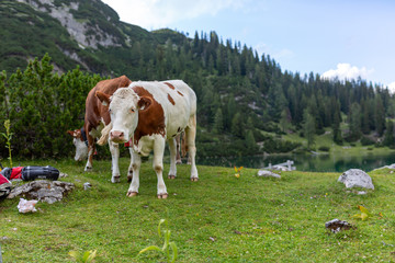 Fototapeta na wymiar Rinder auf der Alm