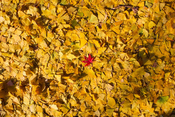 An abstract nature art of a single red maple leaf of a sea of contrast yellow ginkgo leaves under evening light. Truly beautiful autumn foliage. Background, selective focus.