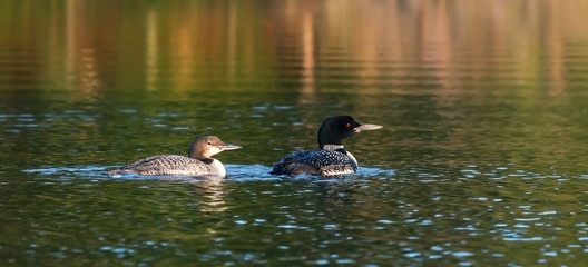 Loons