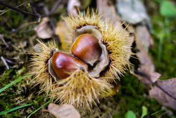 Shinny brown sweet chestnut fruits fall on the ground in its protective bur or spiny husk outer shell. Symbol of autumn season. Natural light.