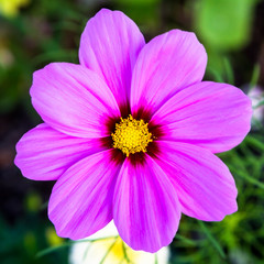 Obraz premium Pink Flower 30