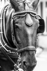 Horse 5