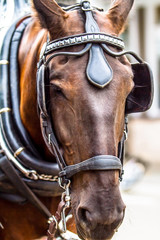 Horse 3