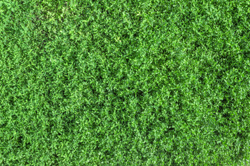 Fototapeta premium copy spaсe, green, summer grass, background