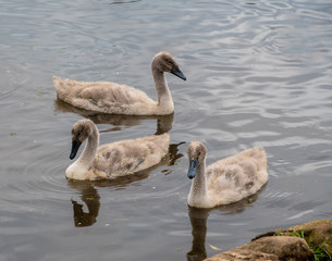 Three young cygnets swimming on a lake