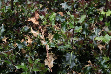 Holly Leaf