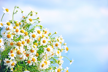 White chamomiles in bouquet on blue sky background