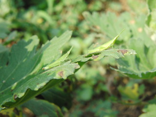 オンブバッタの赤ちゃん