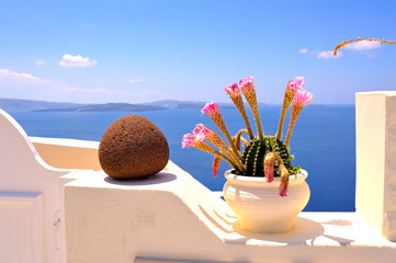 Beautiful plant with ocean view. Santorini-Greece