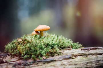 Im Schatten der Großen