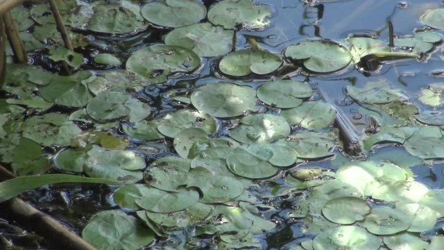 Hydrocharis morsus-ranae, frogbit, is a flowering plant. Beautiful scenery of wildlife on Lake Kugurluy, Ukraine.