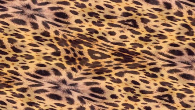 Abstract background animation based on leopard pattern. Beautiful pattern based on the Nature, seamless loop.