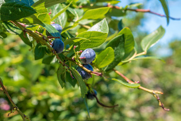 Blueberries ripening on a bush