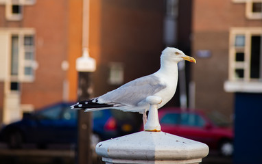 Beautiful Seagull standing on wooden pole in the water of Leiden`s channel