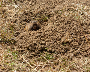 The head and teeth of a pocket gopher