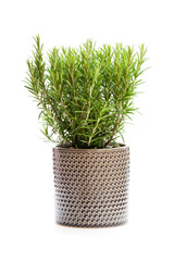 rosemary  plant in the flower pot isolated on white background