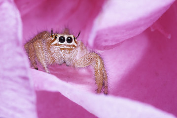 Jumping spider Thyene imperialis looking spectacular in a pink flower