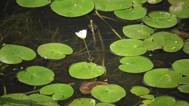 Hydrocharis morsus-ranae, frogbit, is a flowering plant. Beautiful scenery of wildlife on Lake Kugurluy, Ukraine.