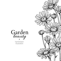 Daisy flower border drawing. Vector hand drawn engraved floral frame. Chamomile