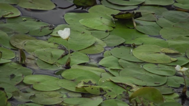 Hydrocharis morsus-ranae, frogbit, is a flowering plant. Beautiful scenery of wildlife on Lake Kugurluy, Ukraine.